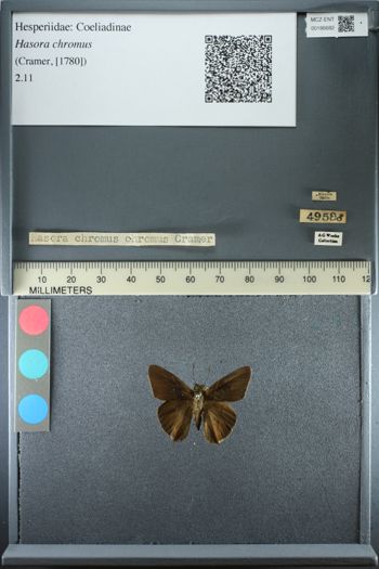 Media type: image;   Entomology 186682